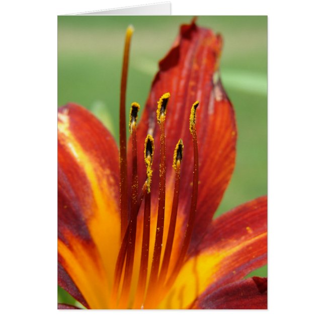 Daylily Macro Foto (Voorkant)