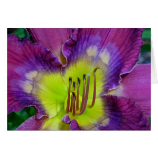 Daylily 'Nick of Time'