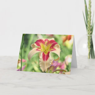 Daylily 'Patricia Snider Memorial' Kaart
