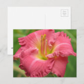 Daylily Pink Briefkaart (Voorkant / Achterkant)