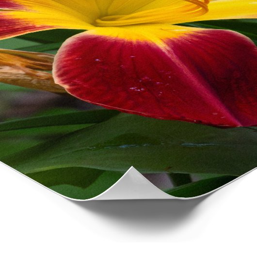 Daylily Poster (Hoek)