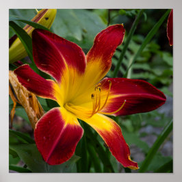 Daylily Poster