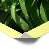 Daylily Splendor Poster (Hoek)