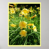 Daylily Splendor Poster (Voorkant)