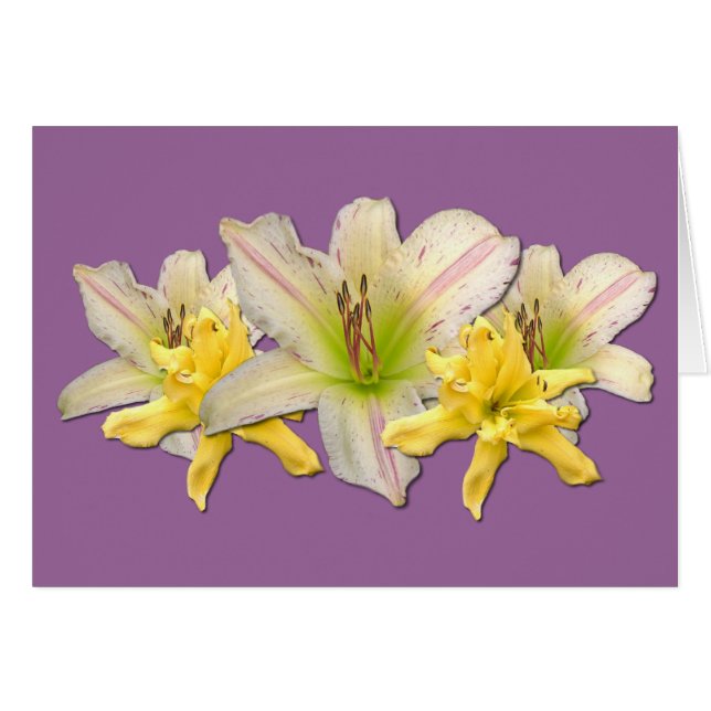 Daylily'Dr. Strangelove" (Voorkant Horizontaal)