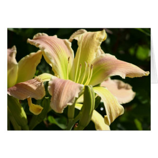 Daylily'Frog's Eye