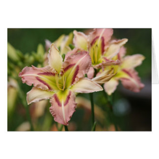 Daylily'Heavenly Pink Butterfly
