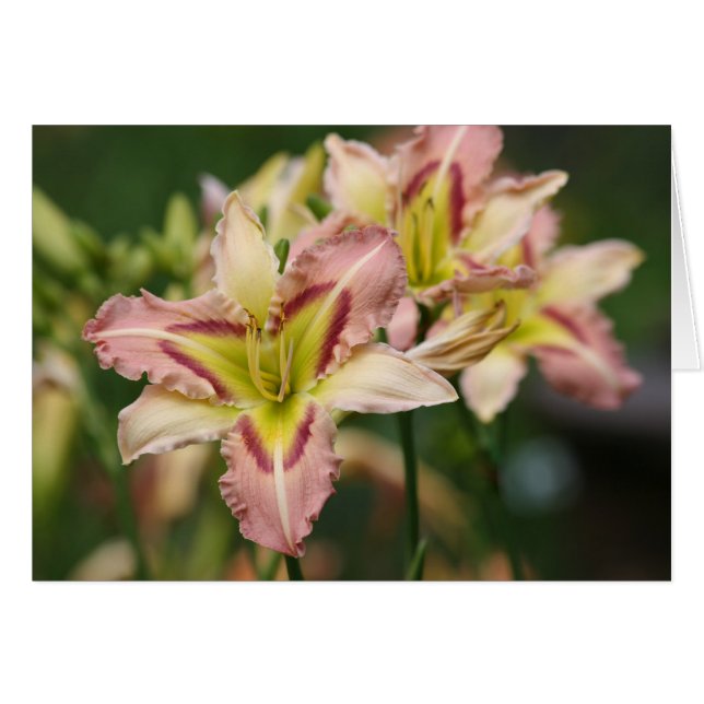 Daylily'Heavenly Pink Butterfly (Voorkant Horizontaal)
