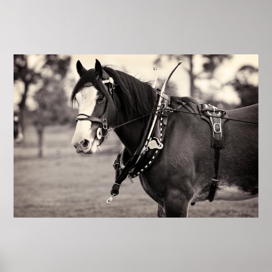Days Gone By - Paardenfotografie B & W Print (Voorkant)
