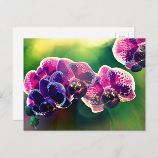 Dayspring Orchid Briefkaart (Voorkant / Achterkant)