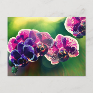 Dayspring Orchid Briefkaart
