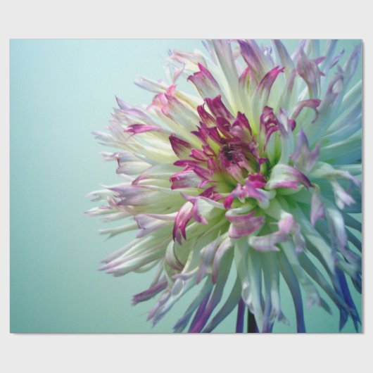 Dazzle, Dahlia. Cadeaupapier (Vlak)