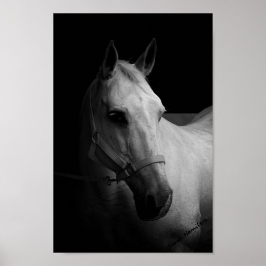 Dazzle Poster (Voorkant)