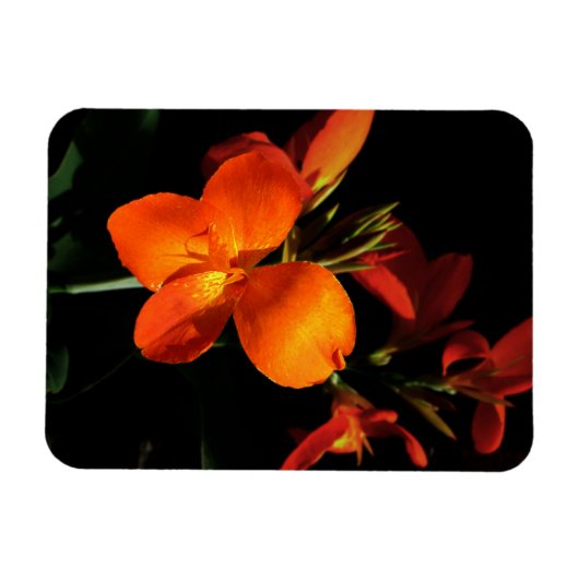 Dazzling Orchid Photo Magnet Magneet (Horizontaal)