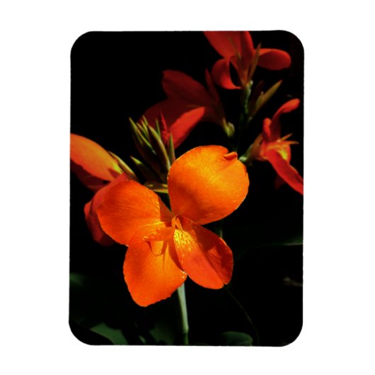 Dazzling Orchid Photo Magnet Magneet (Verticaal)