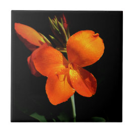 Dazzling Orchid Tegel Tegeltje