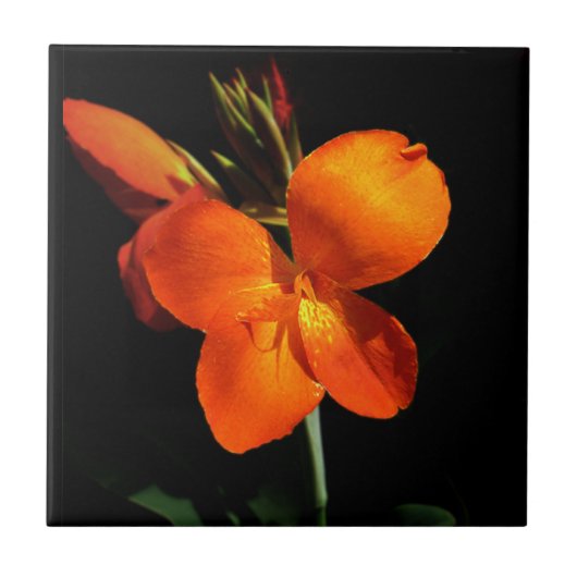 Dazzling Orchid Tegel Tegeltje (Voorkant)