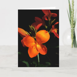 Dazzling Orchid Wenskaart Kaart