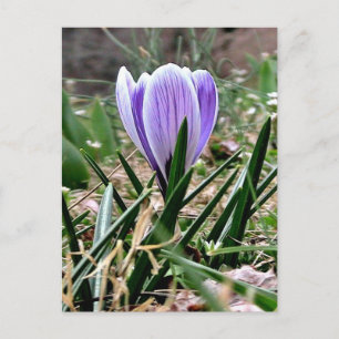 Dazzling Paarse Crocus Flowers Briefkaart