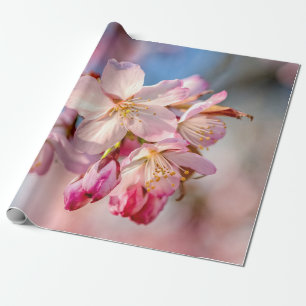 Dazzling Sakura Flowers. Beige en blauwe achtergro Cadeaupapier
