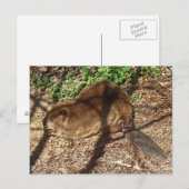 DC- Funny Beaver-Briefkaart Briefkaart (Voorkant / Achterkant)