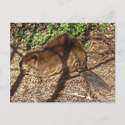 DC- Funny Beaver-Briefkaart Briefkaart (Voorkant)