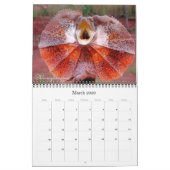 De 12 meest nieuwsgierige dieren op de planeet kalender (Mar 2026)