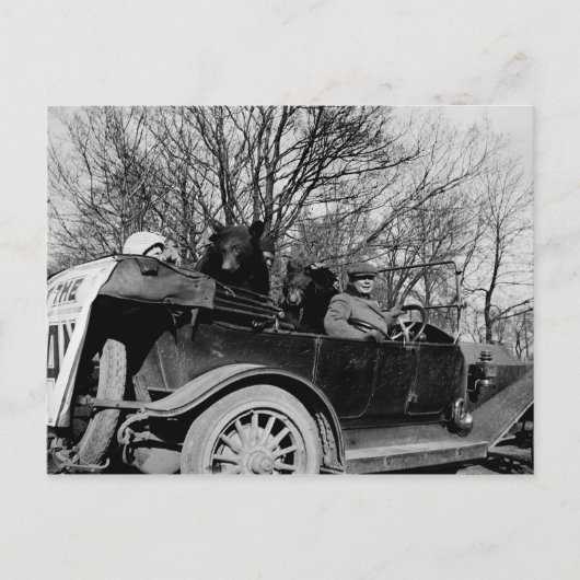 De 1910 Touring CAR met twee Beren Auto  Foto Briefkaart (Voorkant)