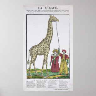 De aan de koning voorgelegde Giraffe Poster