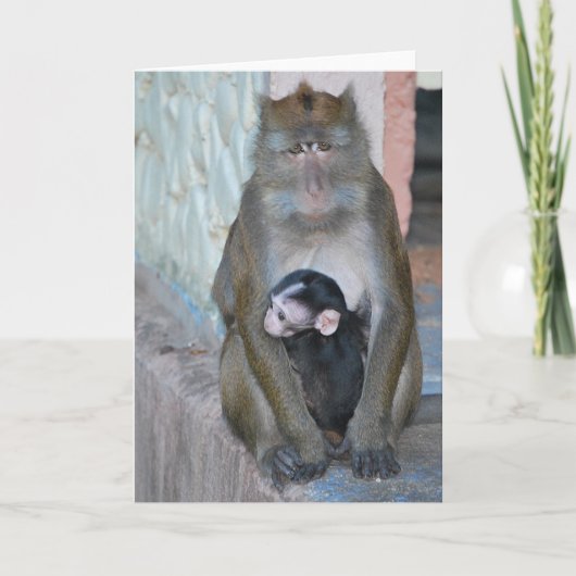 De Aap en het baby van Macaque van de Kaart van de (Voorkant)