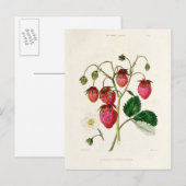 De aardbei van de Roseberry, gegraveerd door Watte Briefkaart (Voorkant / Achterkant)