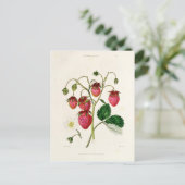 De aardbei van de Roseberry, gegraveerd door Watte Briefkaart (Staand voorkant)