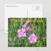 DE AARDE LAUGHES IN DE STROMEN - DIANTHUS BRIEFKAART (Voorkant / Achterkant)