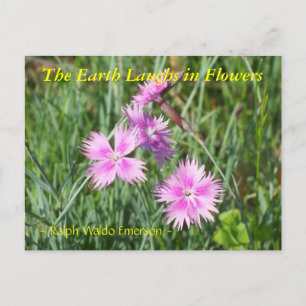 DE AARDE LAUGHES IN DE STROMEN - DIANTHUS BRIEFKAART