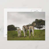 De achterkant van drie zebra's, Zuid-Afrika Briefkaart (Voorkant / Achterkant)