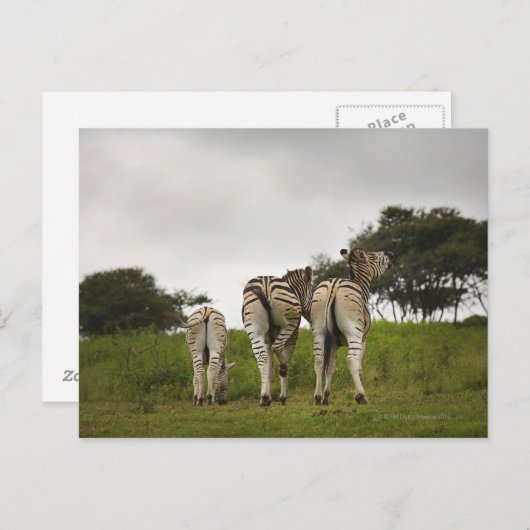 De achterkant van drie zebra's, Zuid-Afrika Briefkaart (Voorkant / Achterkant)
