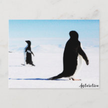 De Adélie Penguin Dancer en Friend