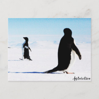 De Adélie Penguin Dancer en Friend Briefkaart