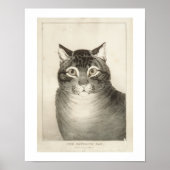 De  afdruk van favoriete katten poster (Voorkant)
