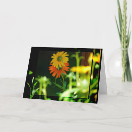 DE AFRIKAANSE KAART VAN HET MADELIEFJE