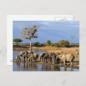 De Afrikaanse Kudde van de Struik van de Olifant Briefkaart (Voorkant / Achterkant)