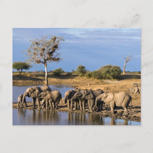 De Afrikaanse Kudde van de Struik van de Olifant Briefkaart (Voorkant)