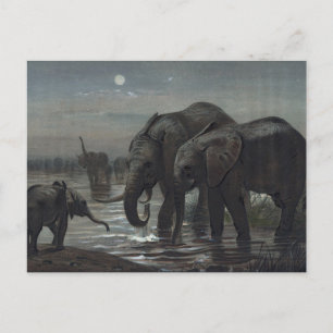 De Afrikaanse olifant van Joseph Wolf Briefkaart
