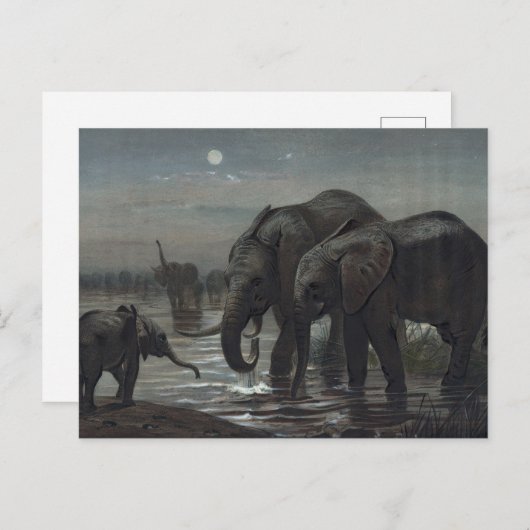 De Afrikaanse olifant van Joseph Wolf Briefkaart (Voorkant / Achterkant)