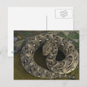 De Afrikaanse Puff-adder Bitis van Snake Charmer Briefkaart (Voorkant / Achterkant)
