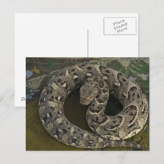 De Afrikaanse Puff-adder Bitis van Snake Charmer Briefkaart (Voorkant / Achterkant)