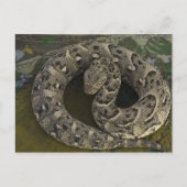 De Afrikaanse Puff-adder Bitis van Snake Charmer Briefkaart (Voorkant)