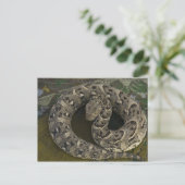 De Afrikaanse Puff-adder Bitis van Snake Charmer Briefkaart (Staand voorkant)
