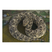 De Afrikaanse Puff-adder Bitis van Snake Charmer Foto Afdruk (Voorkant)