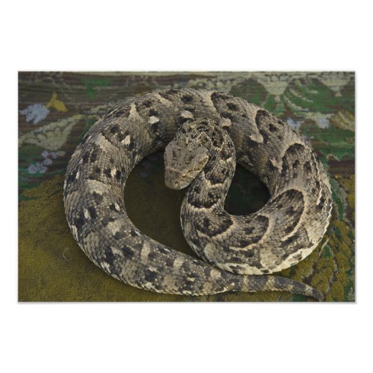 De Afrikaanse Puff-adder Bitis van Snake Charmer Foto Afdruk (Voorkant)